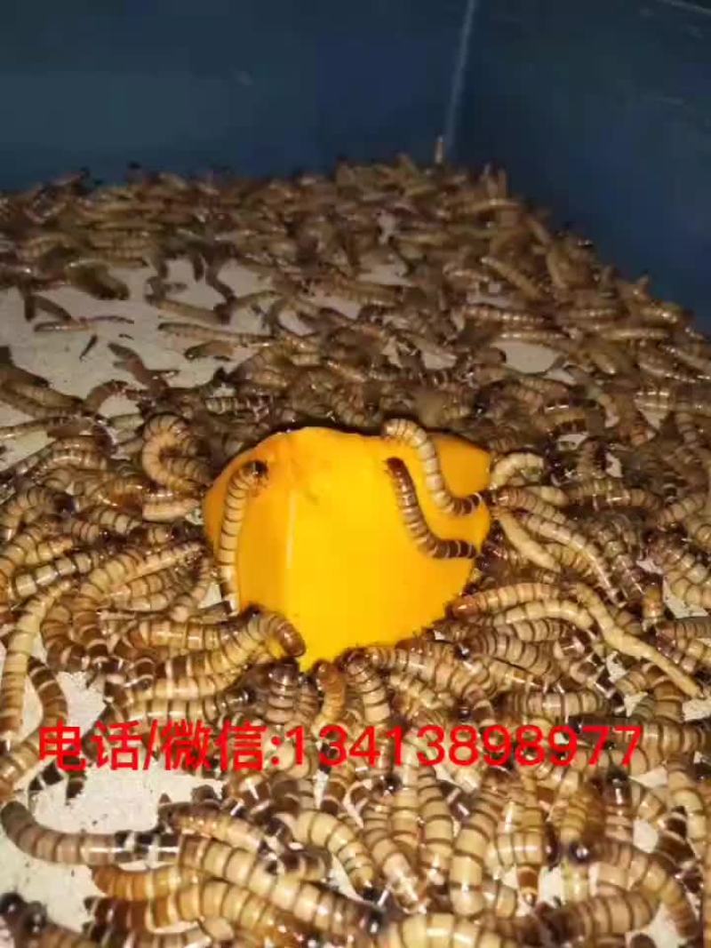 蛋白虫