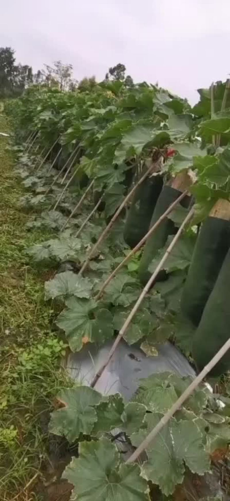 海南精品吊冬瓜
