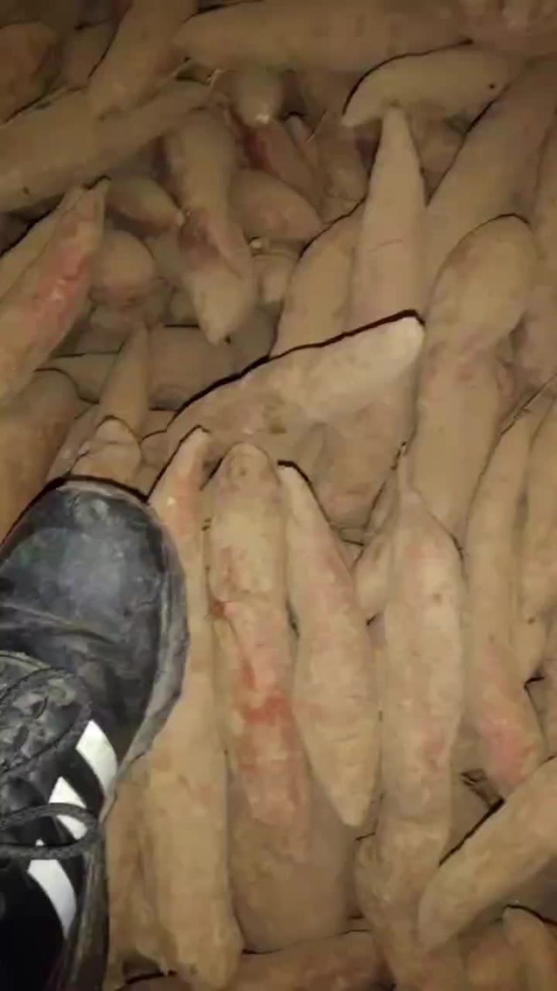 西瓜红红薯
