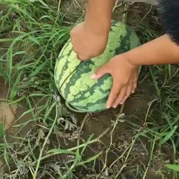 云南甜王西瓜大量上市瓜型好价格美丽需要的老板联系了量大