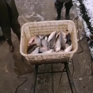 欢迎各位钓场老板前来选购