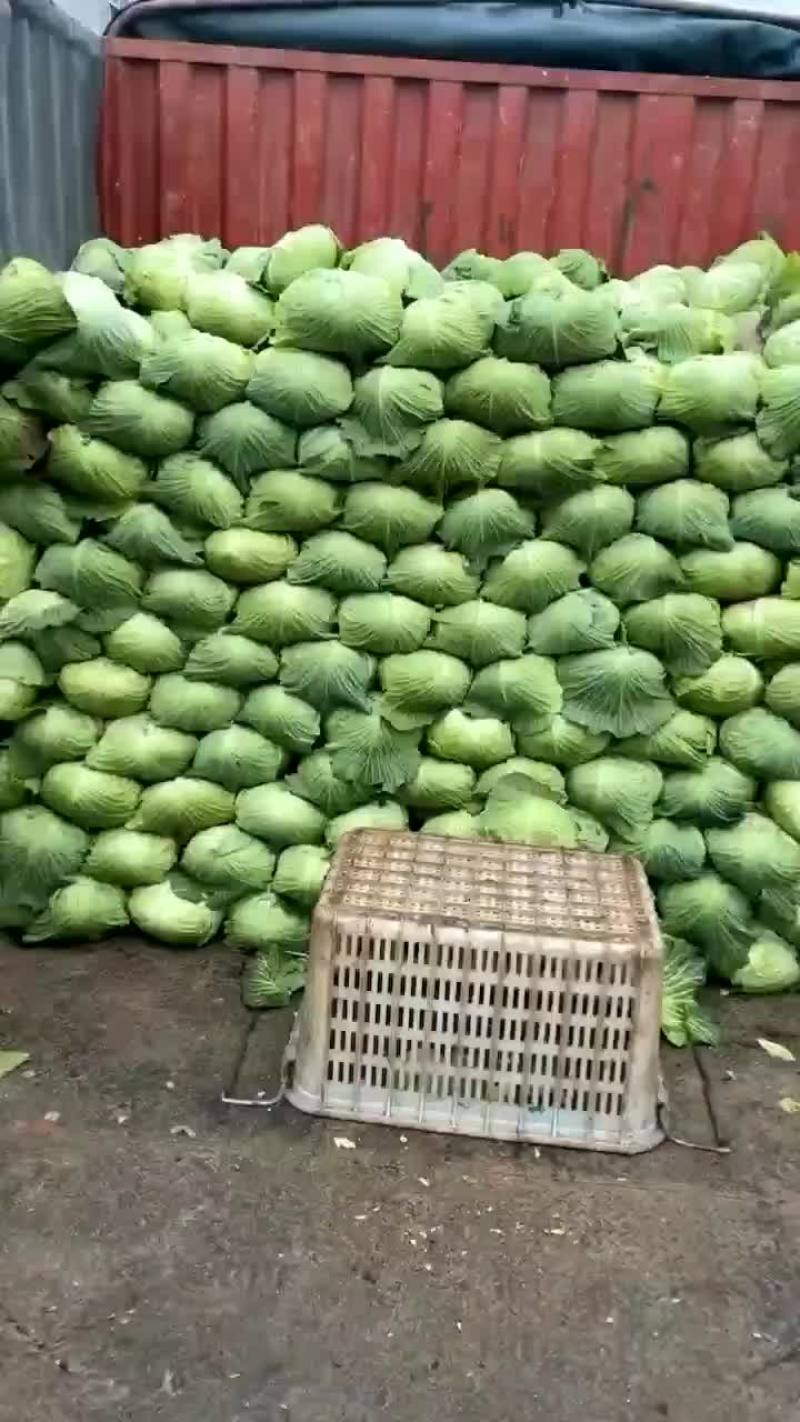 扁包菜，大白菜青杂三号