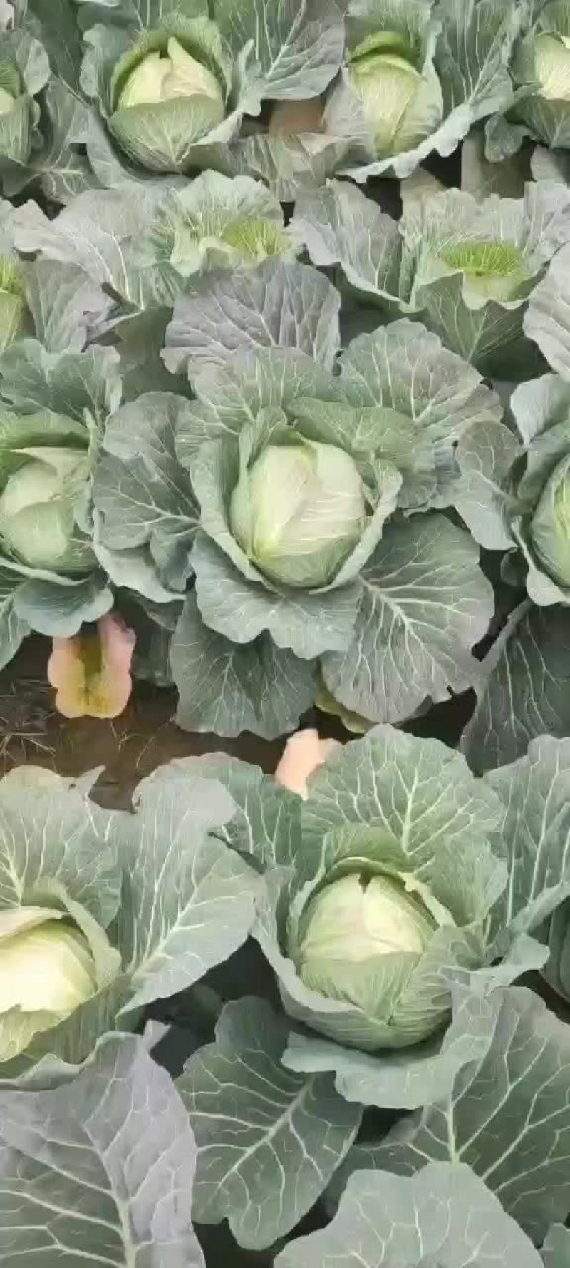 扁包菜，大白菜青杂三号