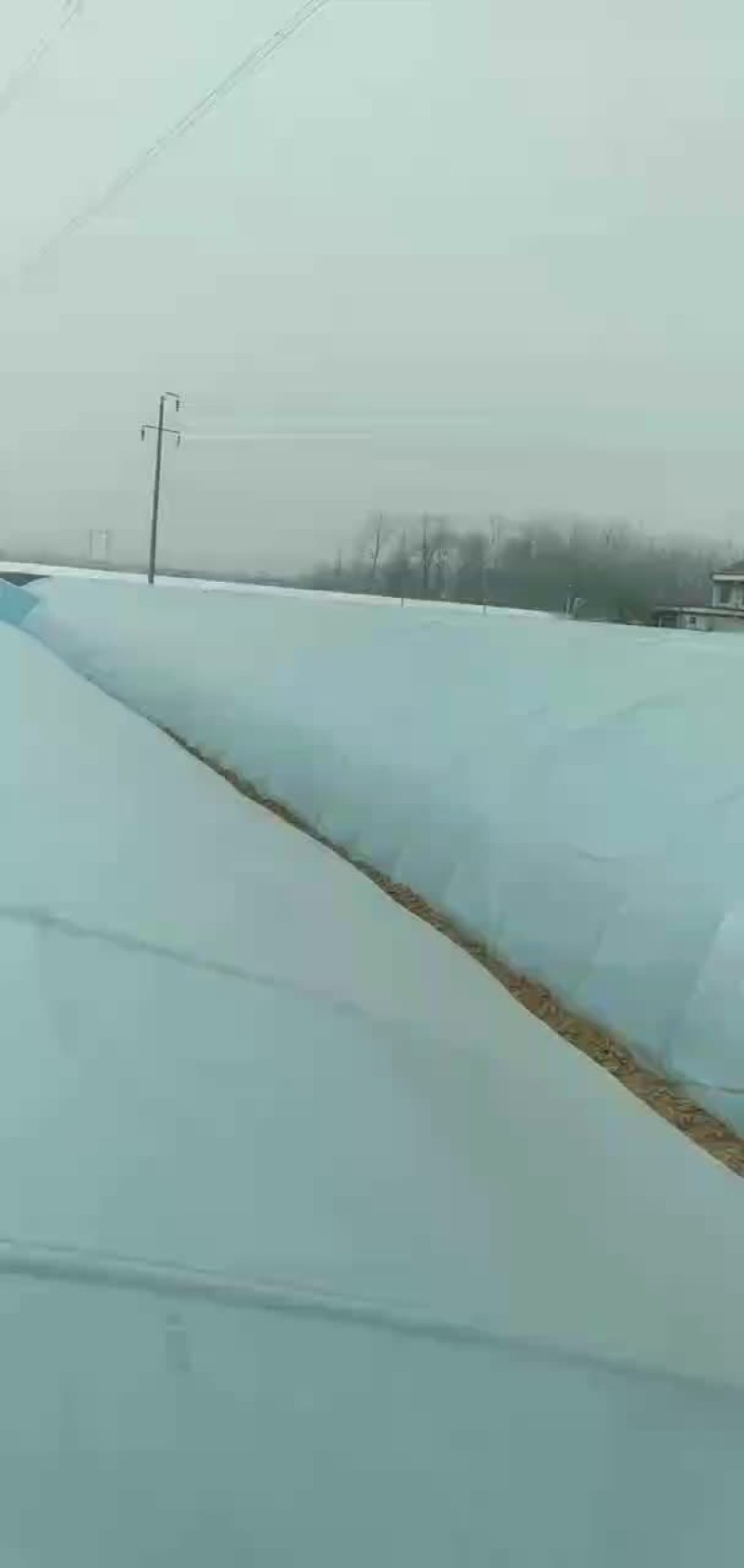 扁包菜，大白菜青杂三号