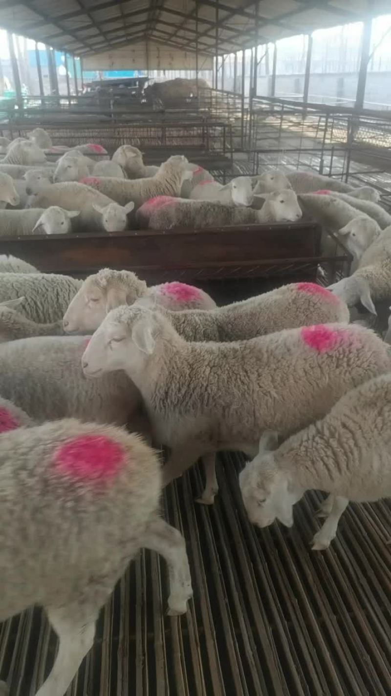 《养殖场直销》奥寒杂交母羊