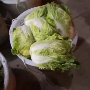质优价廉，黄心大白菜，需要的联系