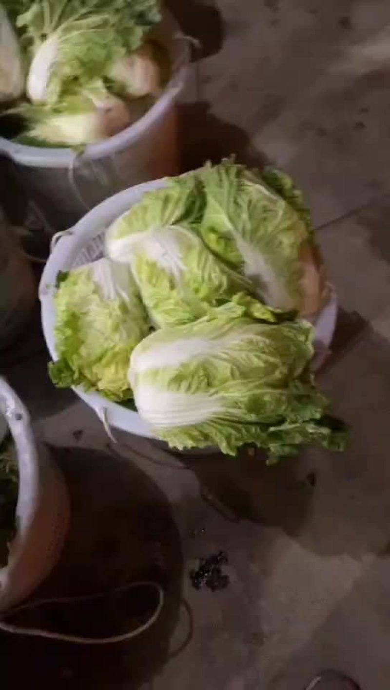 质优价廉，黄心大白菜，需要的联系