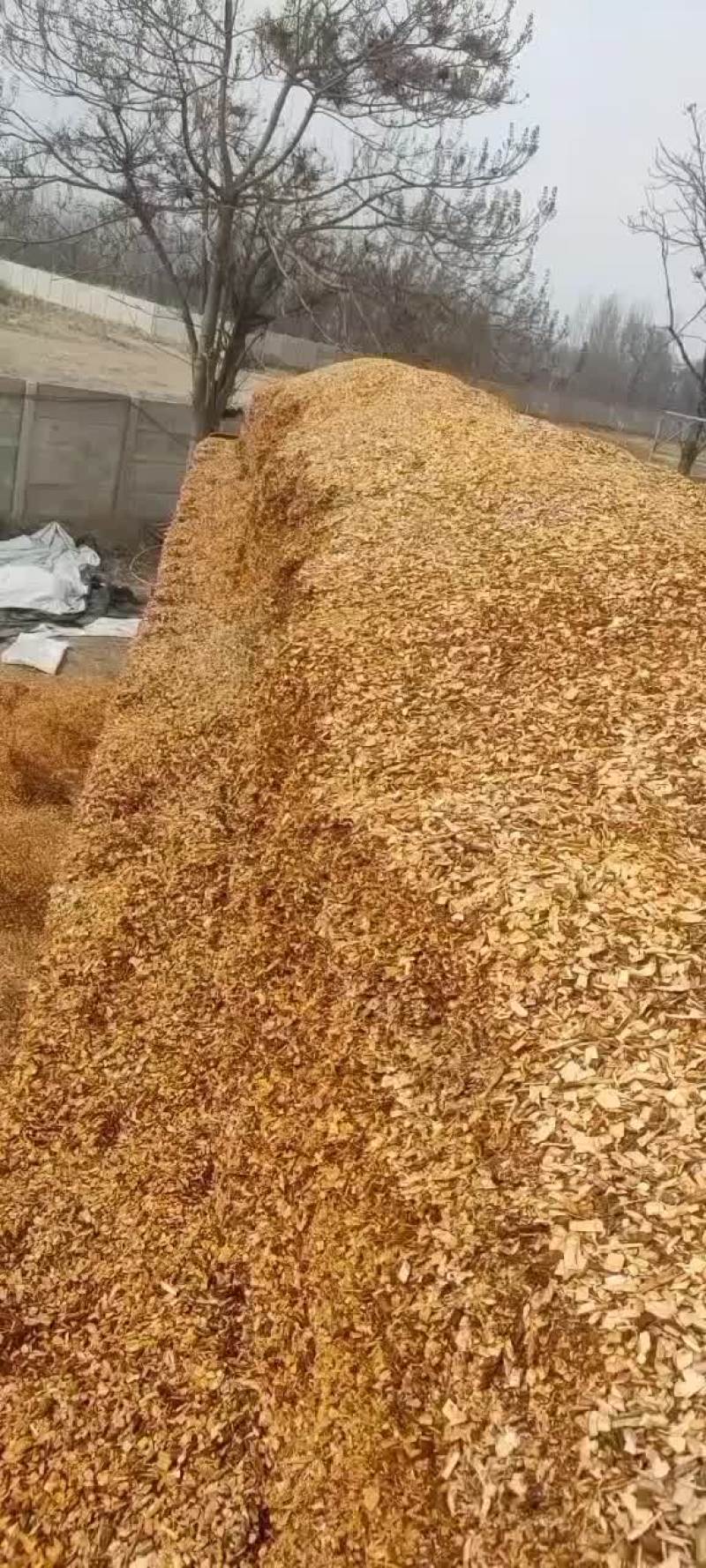 香菇木屑专用果木树