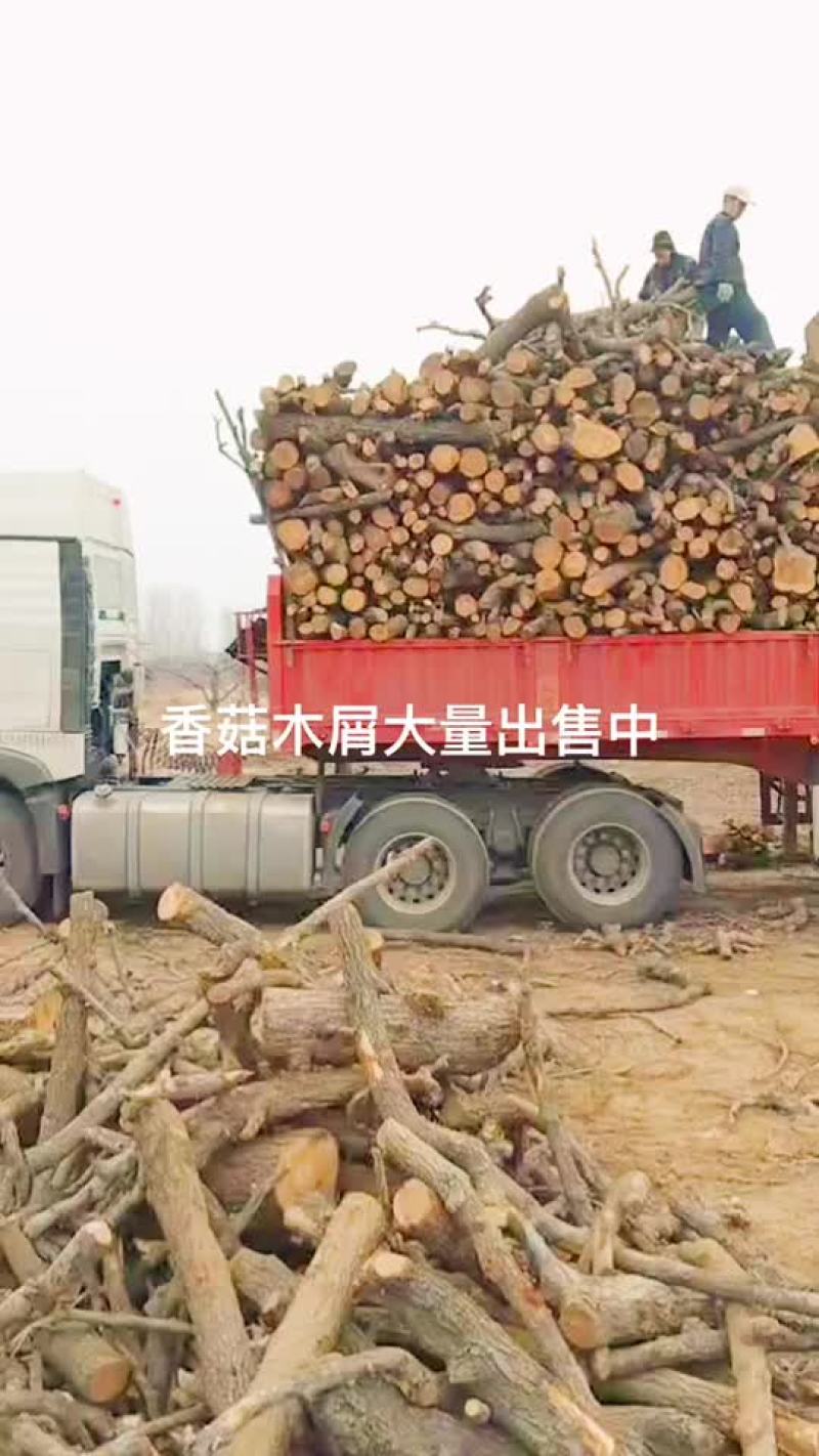 香菇木屑专用果木树