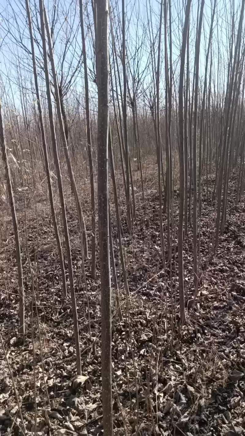 107速生杨树苗