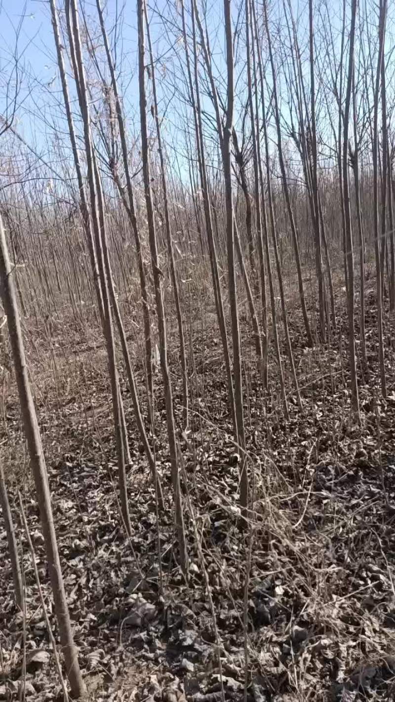 107速生杨树苗