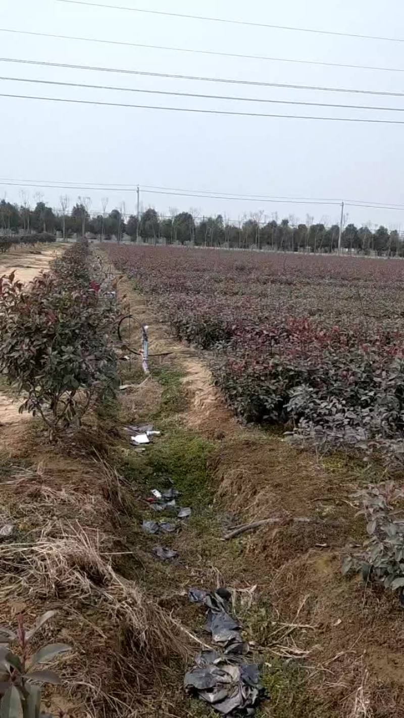 瓜子黄杨