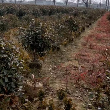 红叶石楠球