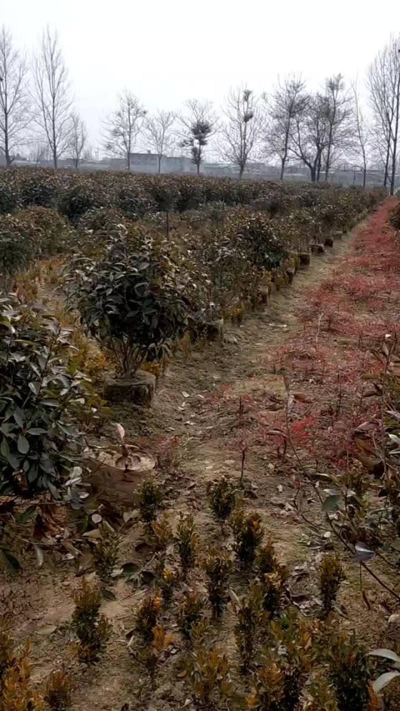 红叶石楠球