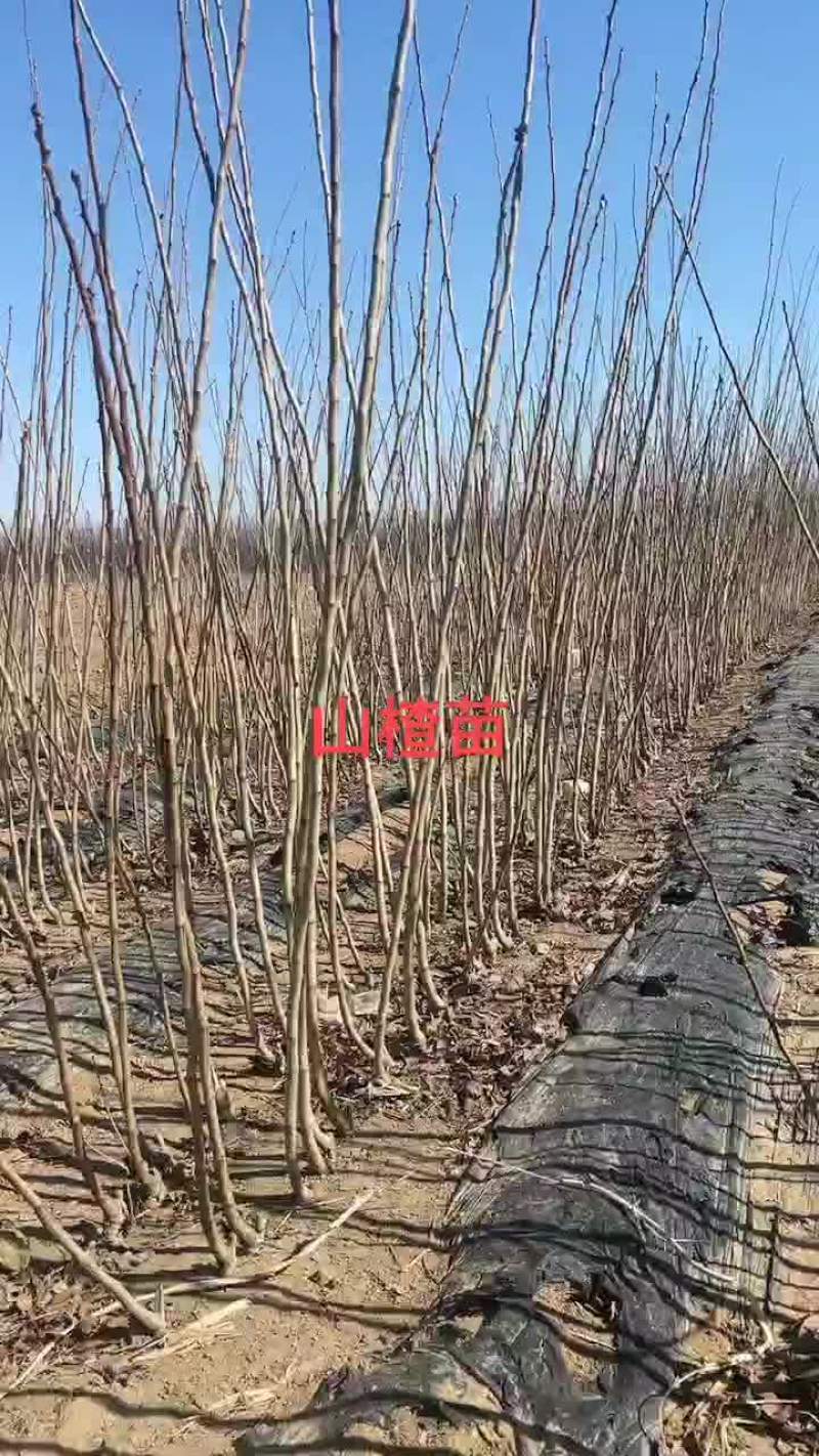 大金星山楂苗