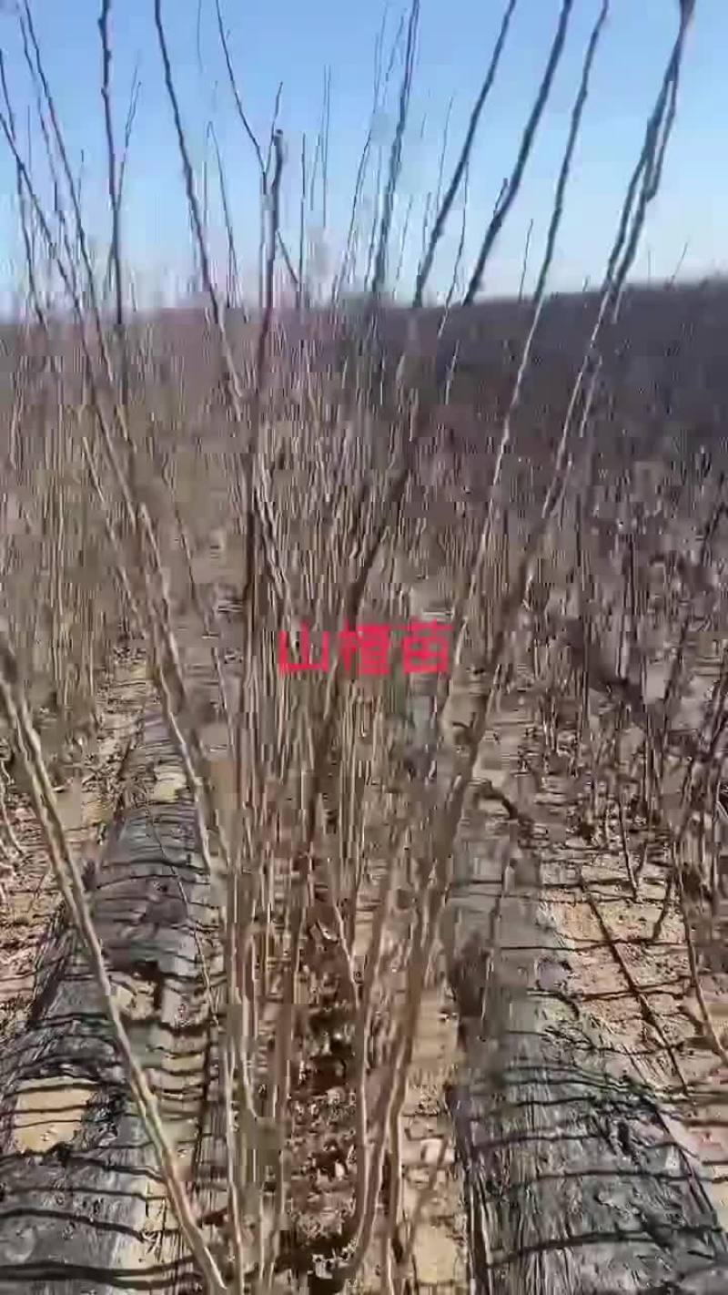 大金星山楂苗