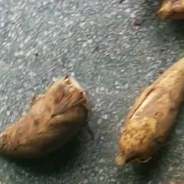 春笋快出来了，冬笋快没货了，要等到冬天才有了