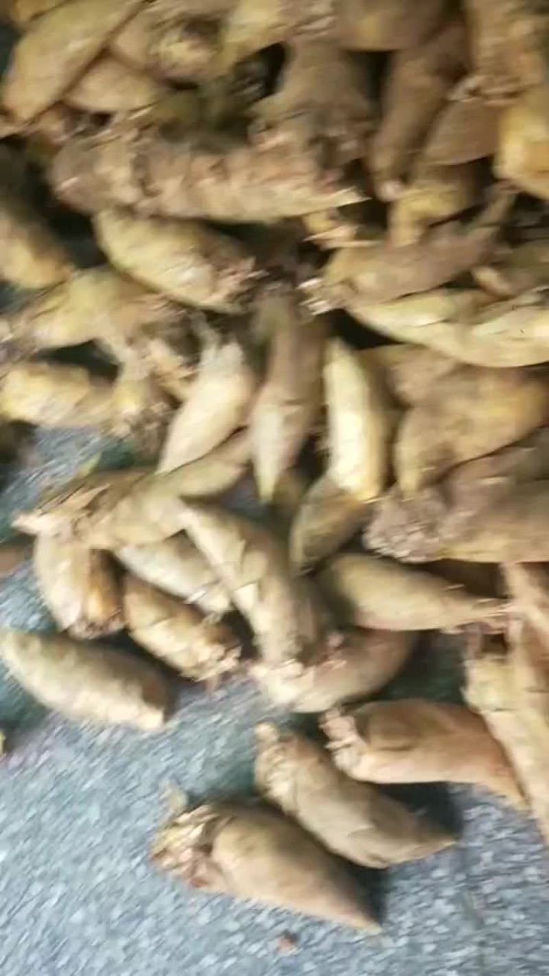 春笋快出来了，冬笋快没货了，要等到冬天才有了