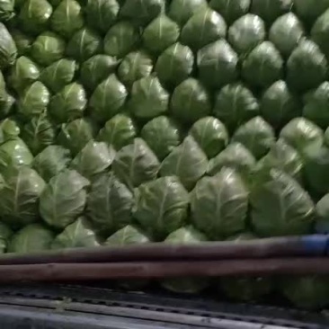 优质甘蓝