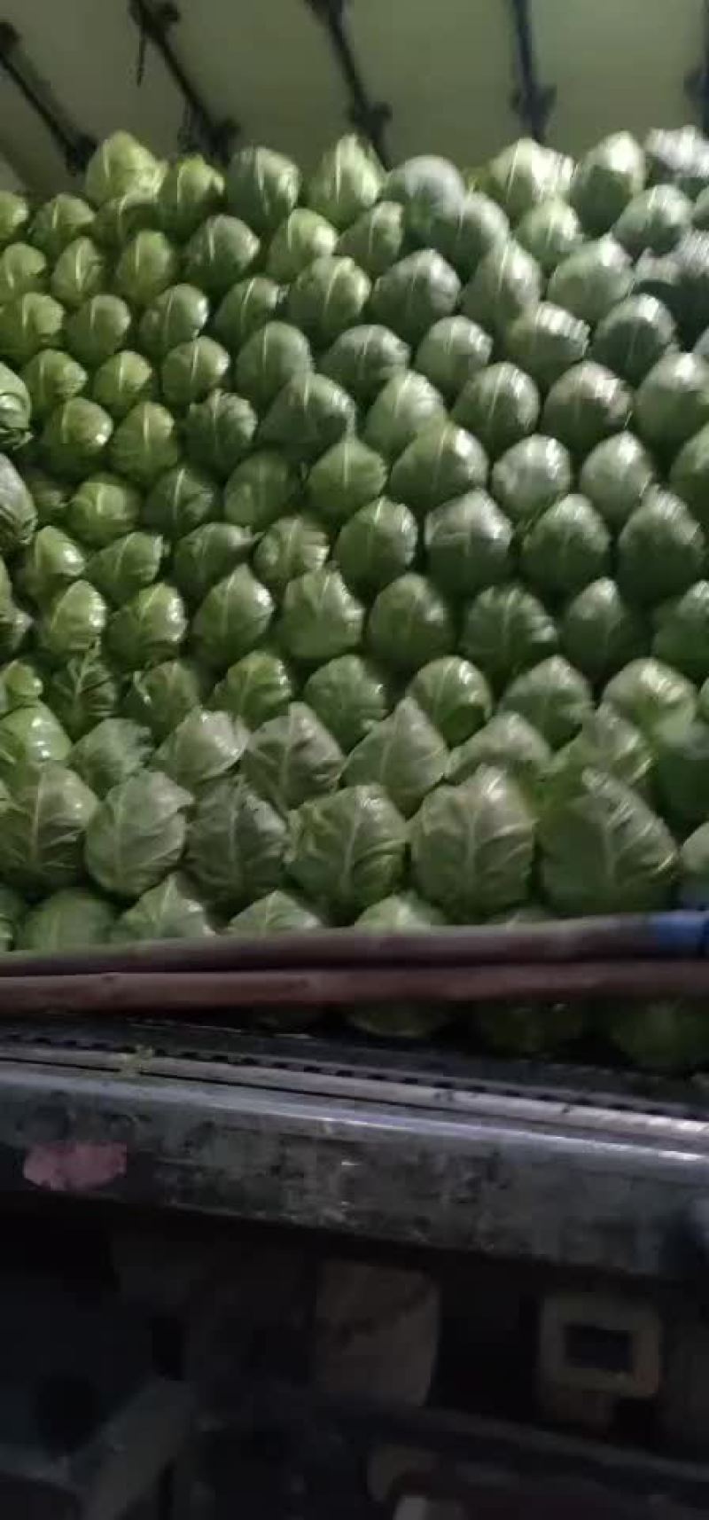 优质甘蓝