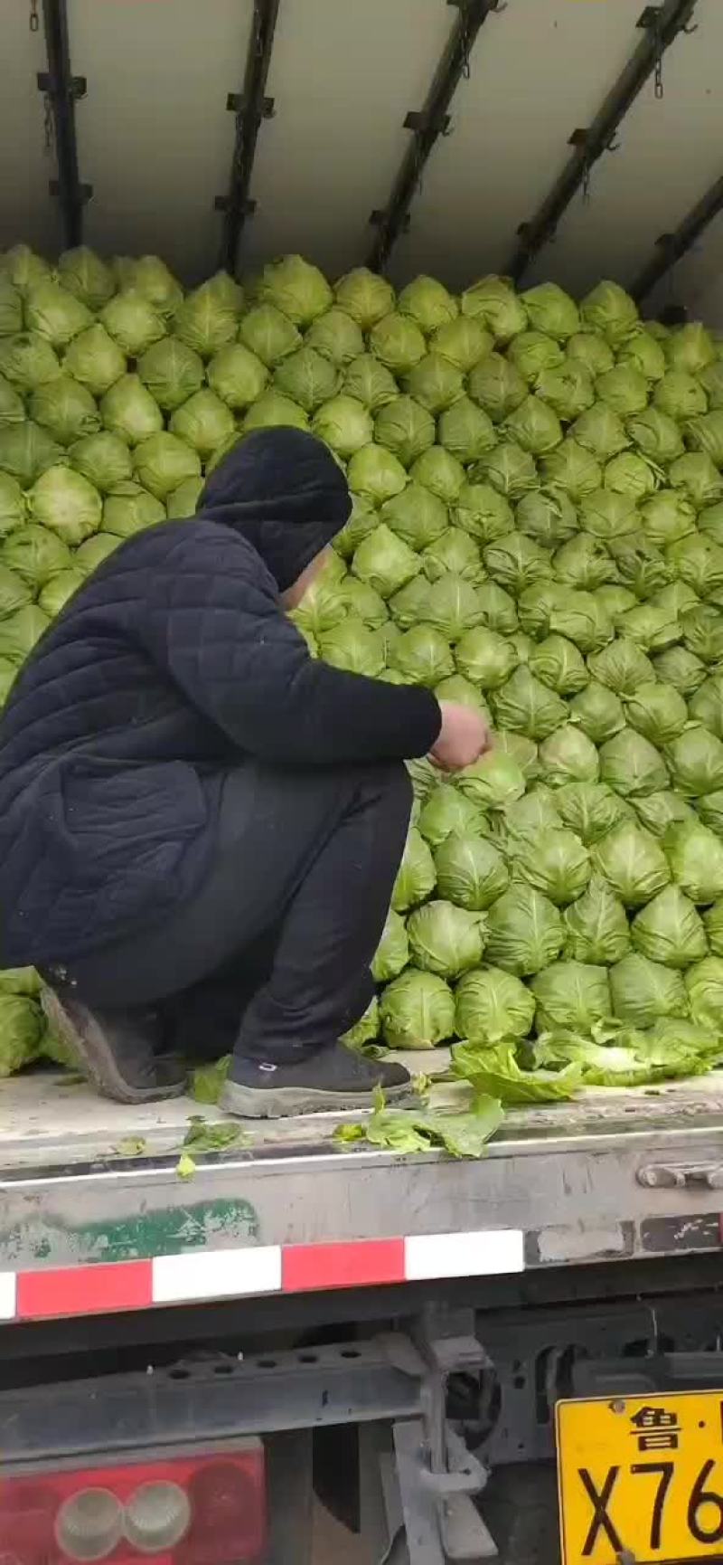 优质甘蓝
