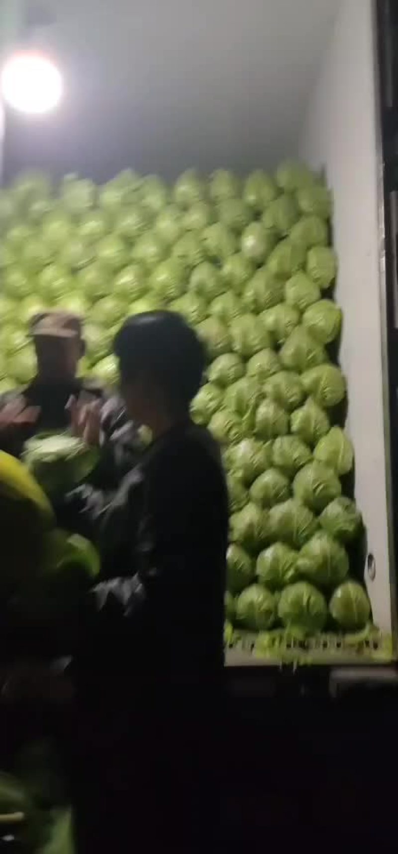 优质甘蓝