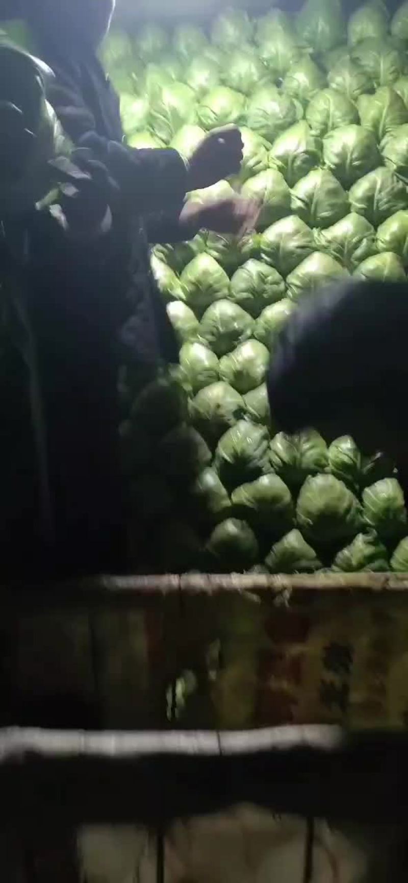 优质甘蓝