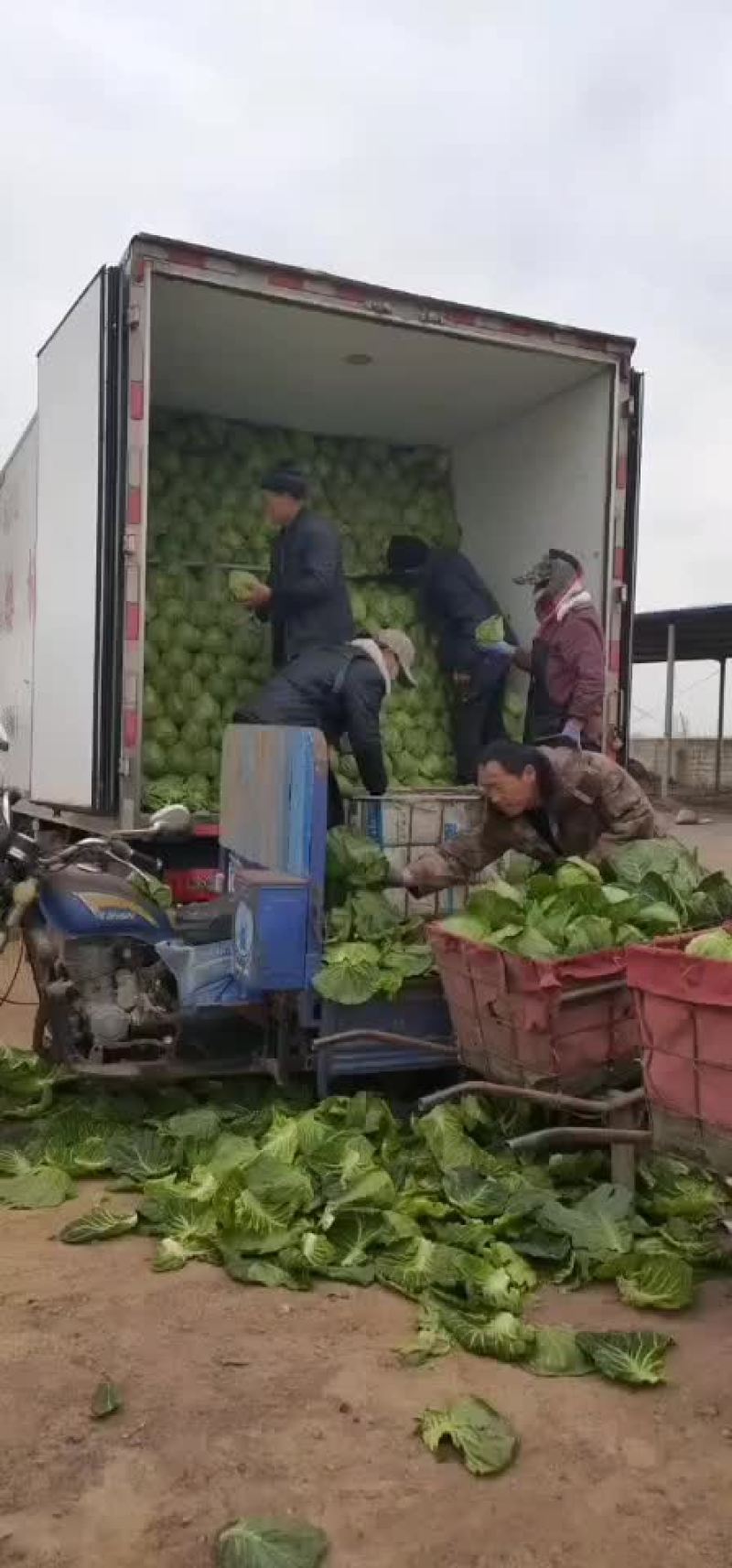 优质甘蓝