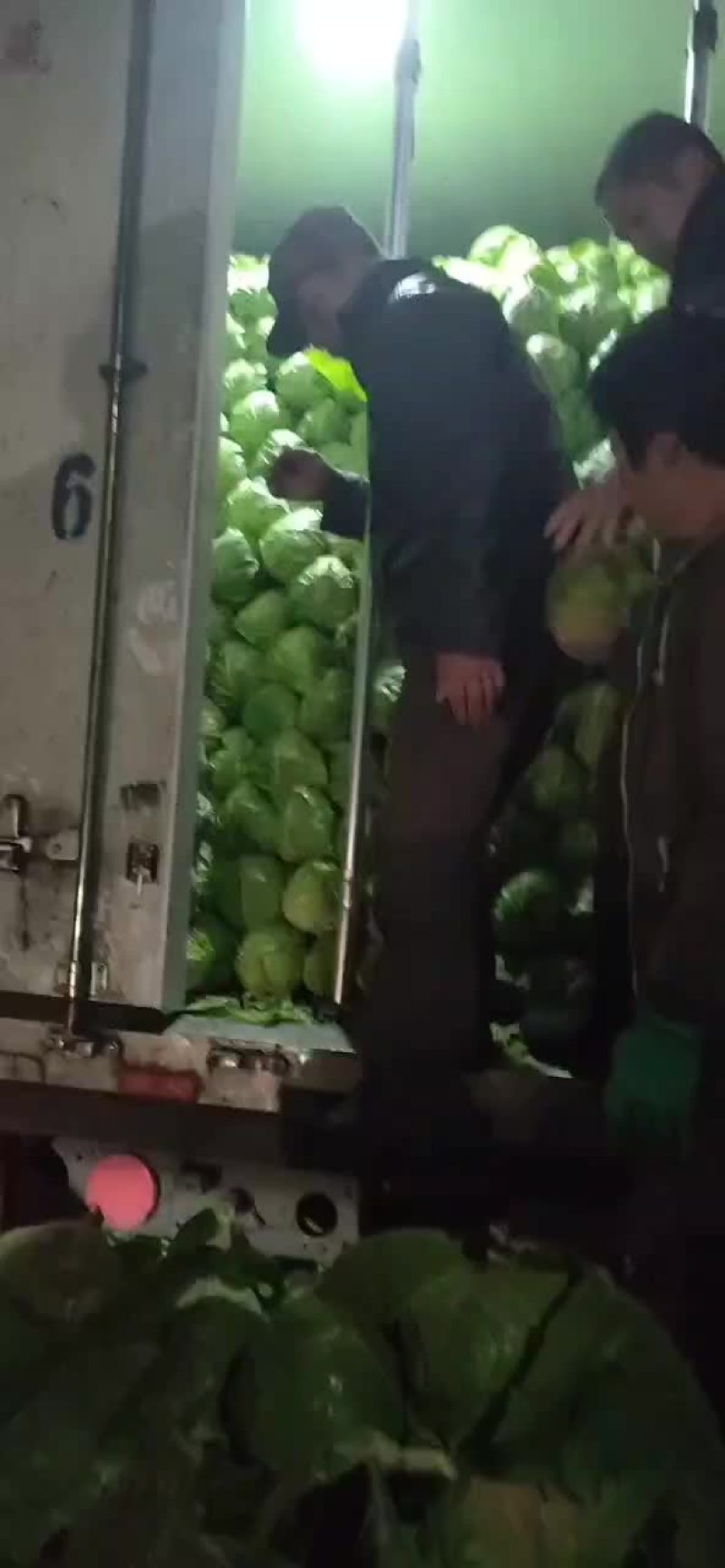 优质甘蓝