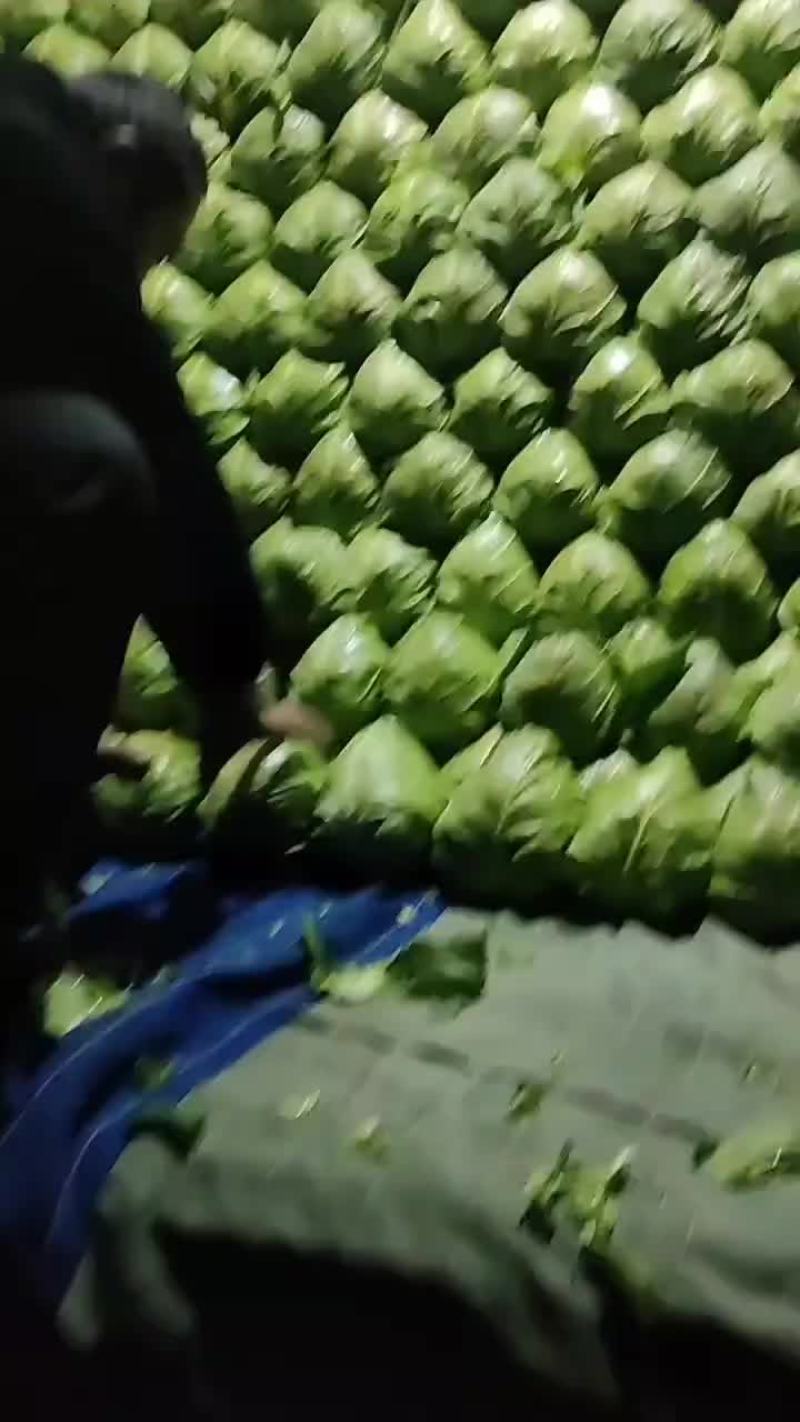 优质甘蓝