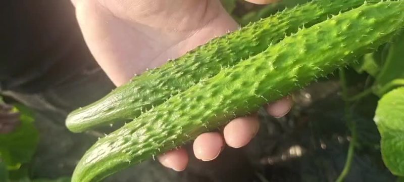 水果黄瓜苗和普通黄瓜苗一样吗图片