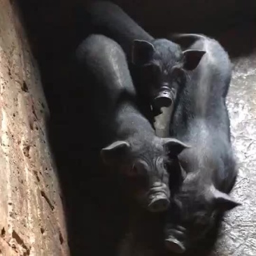 卖香猪
