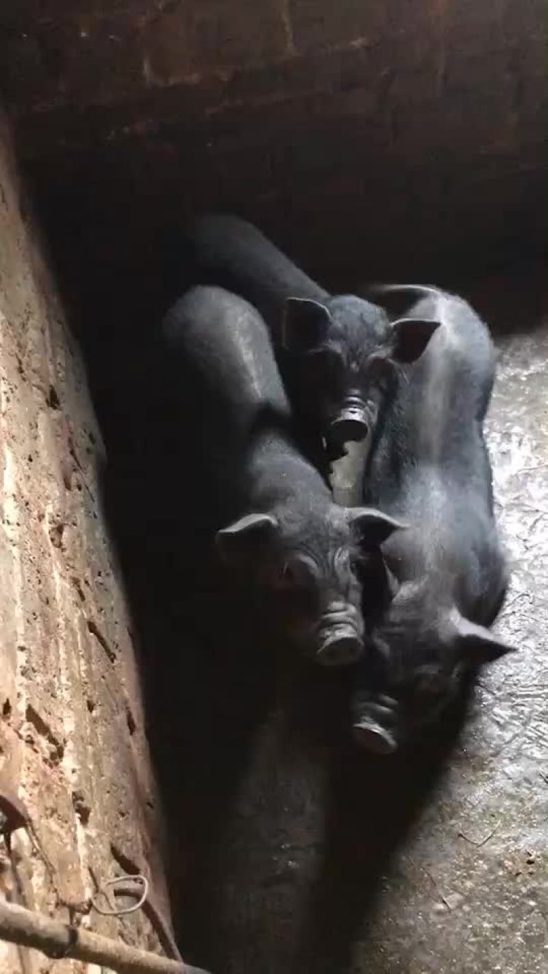 卖香猪