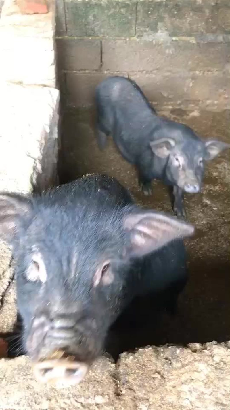 卖香猪
