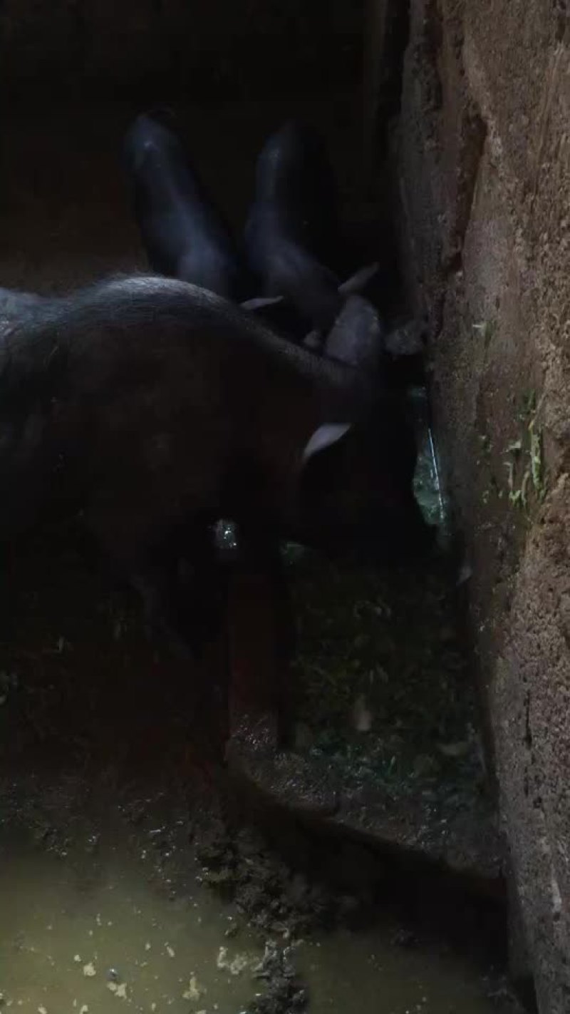 卖香猪