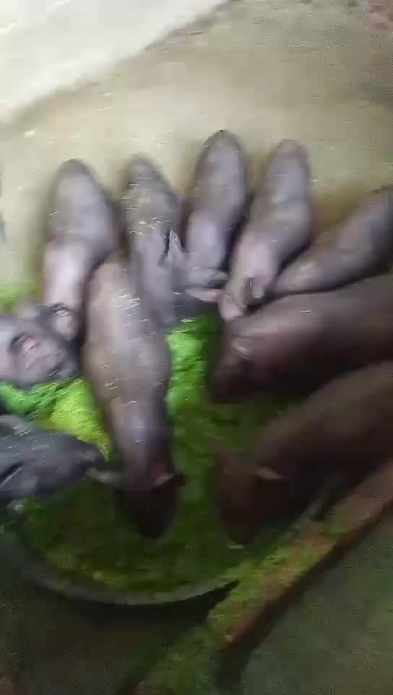 卖香猪