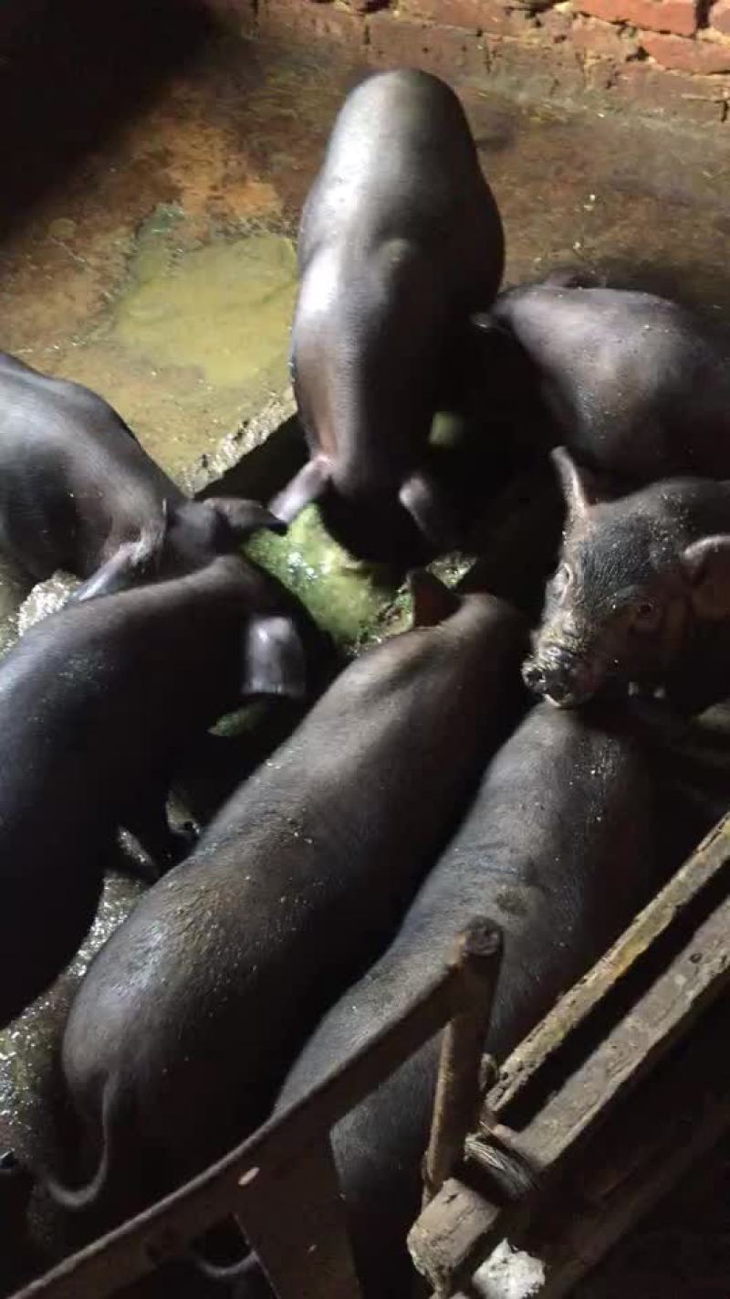 卖香猪