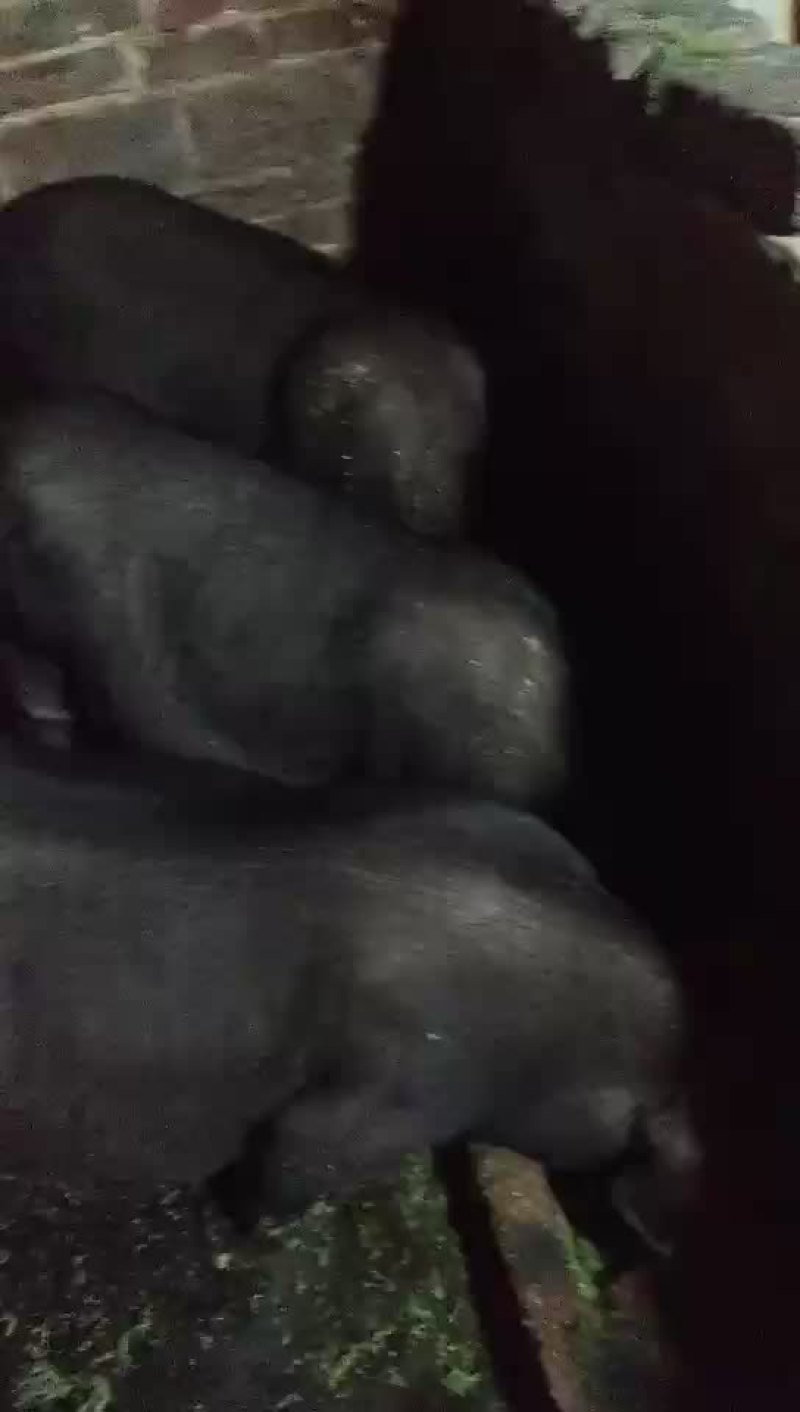 卖香猪