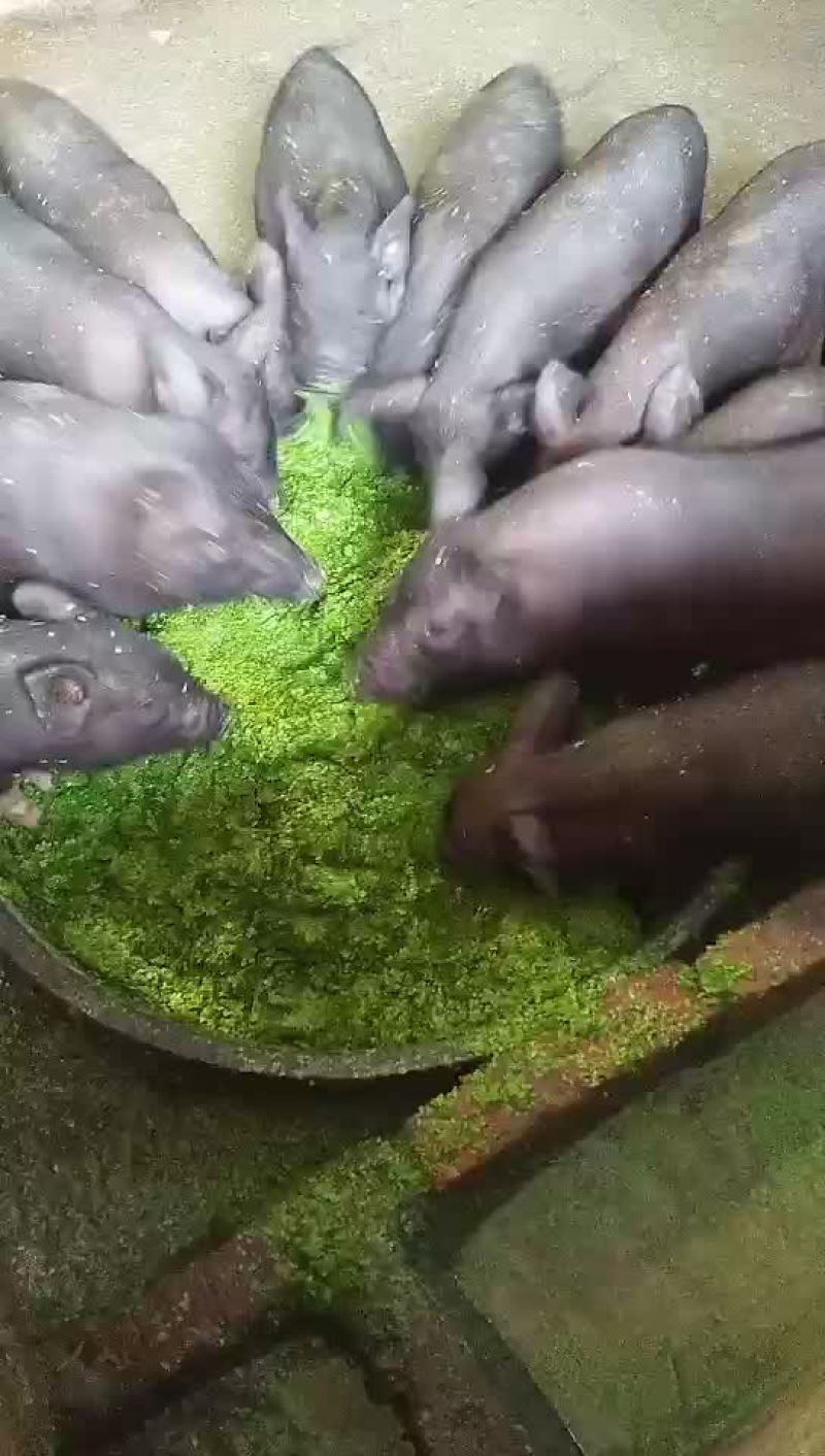 卖香猪