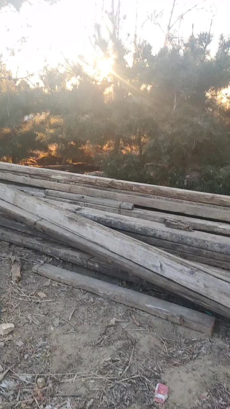 泰山景松，一千二百颗，大，中，小