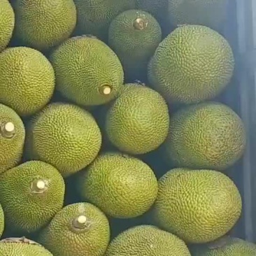 海南优质黄肉菠萝蜜产地直销全国发货，精品大果超市直供