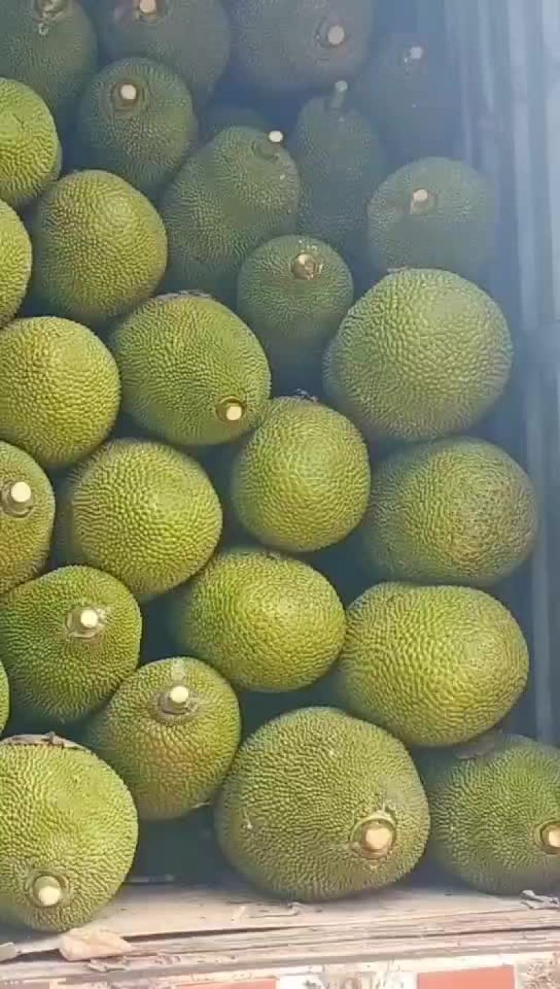 海南优质黄肉菠萝蜜产地直销全国发货，精品大果超市直供