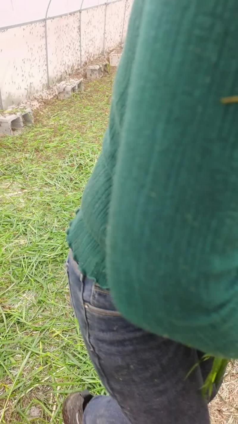 蝗虫