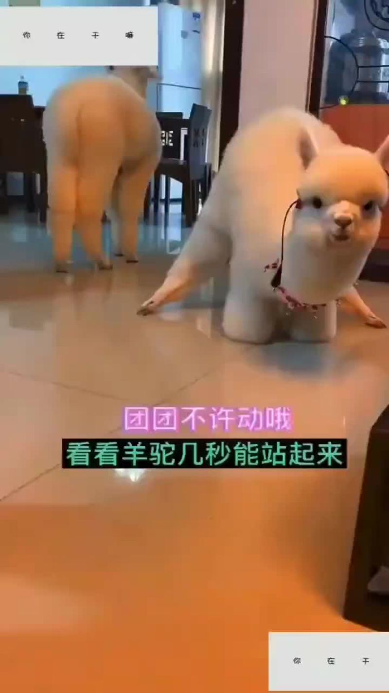 常年出售羊驼