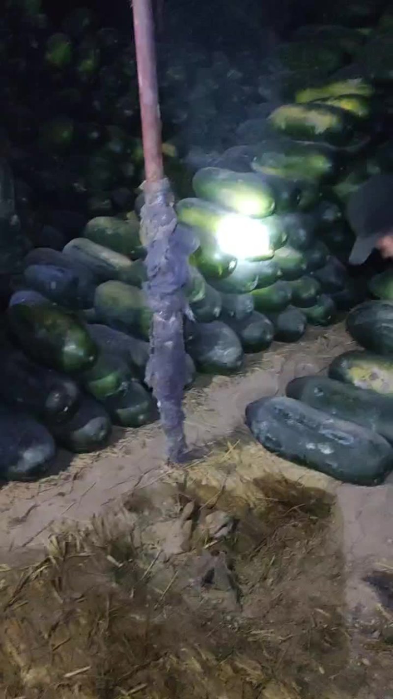 新疆黑皮冬瓜