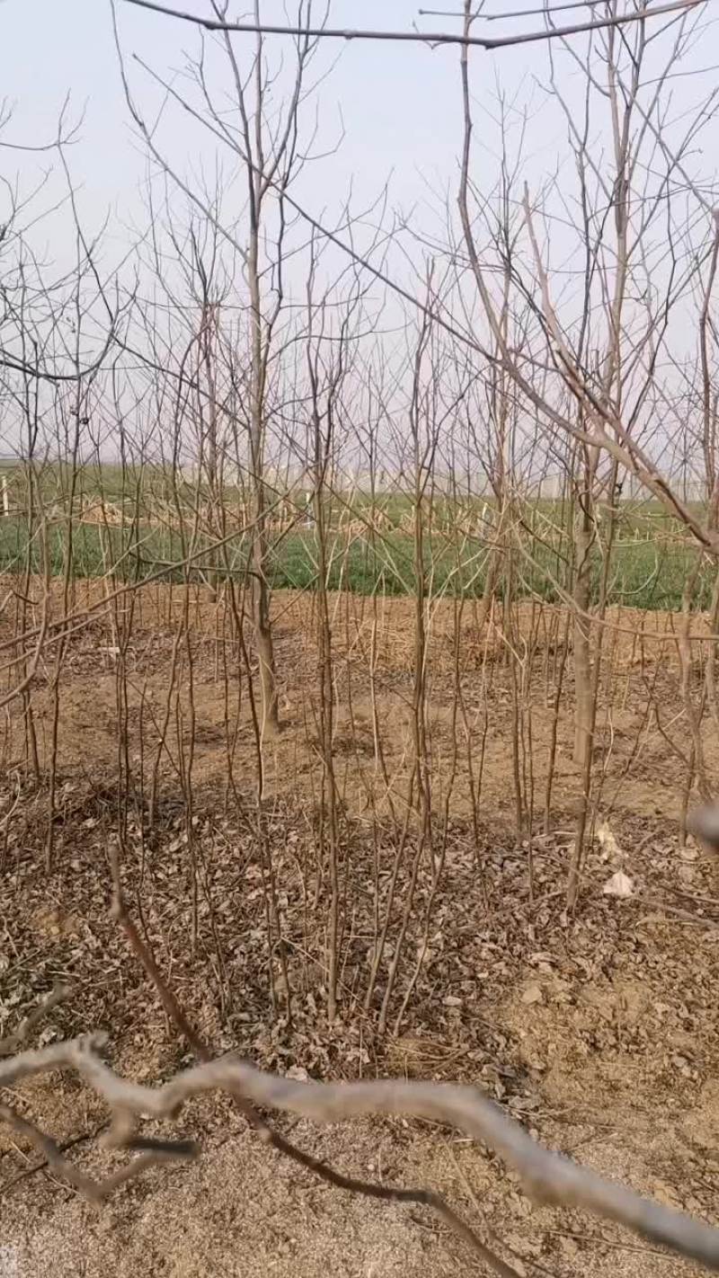 拐枣苗