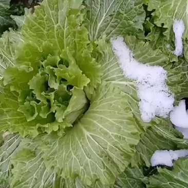二青白菜