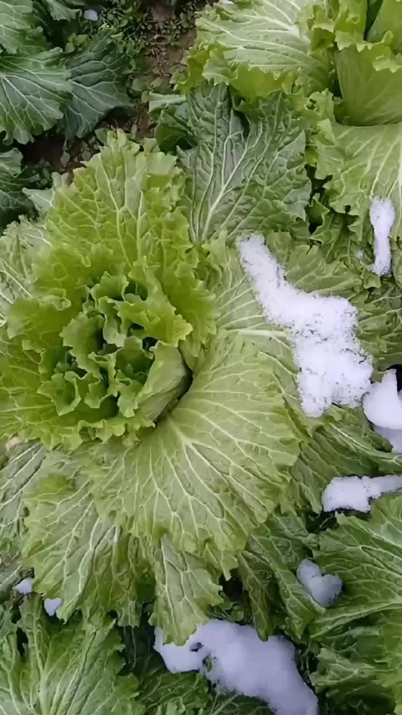 二青白菜