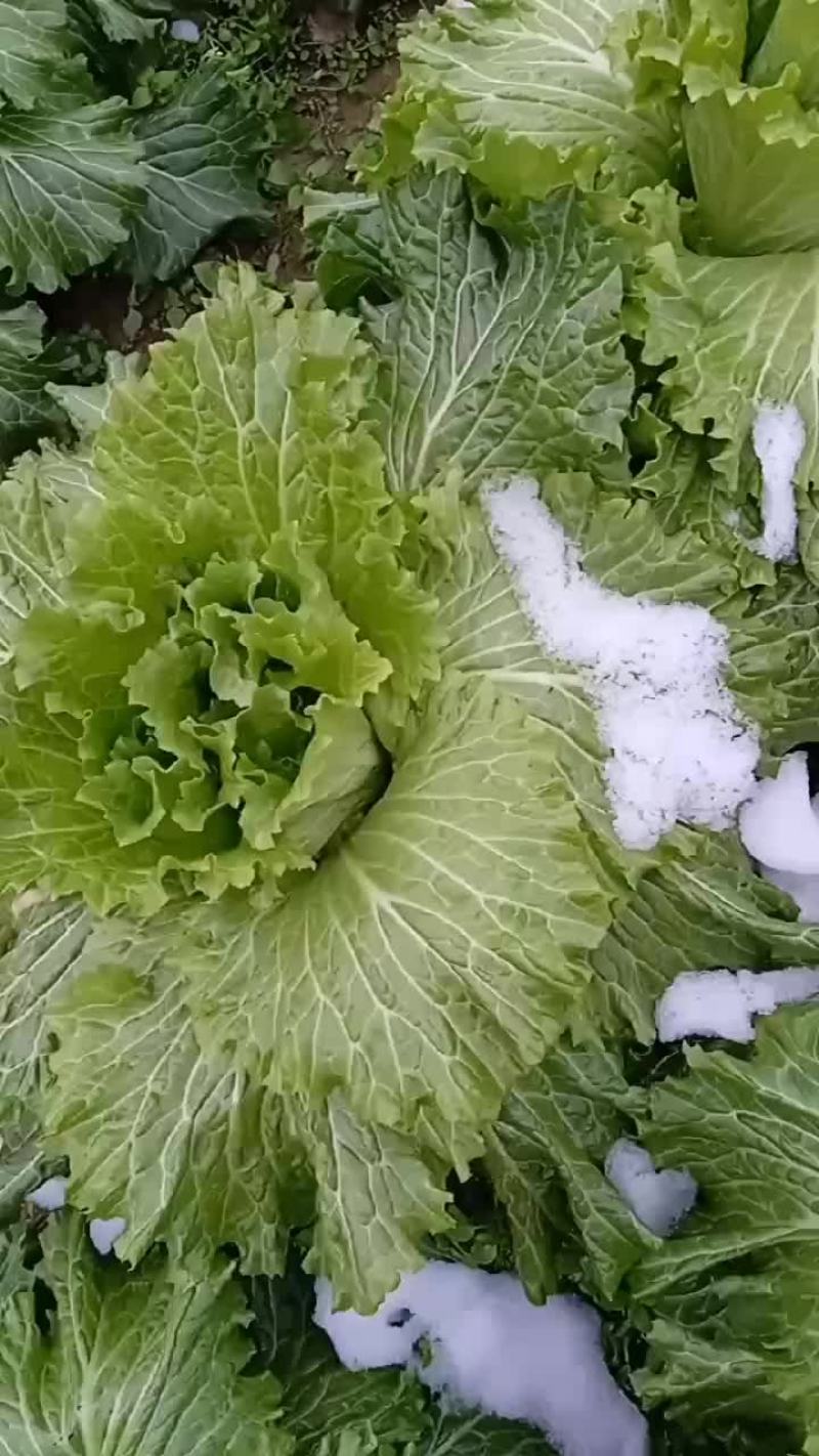 二青白菜