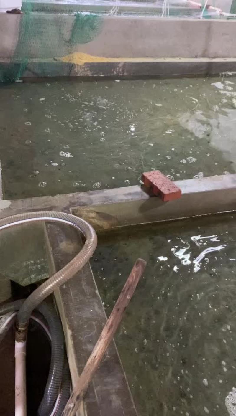 圣子王，一手货源